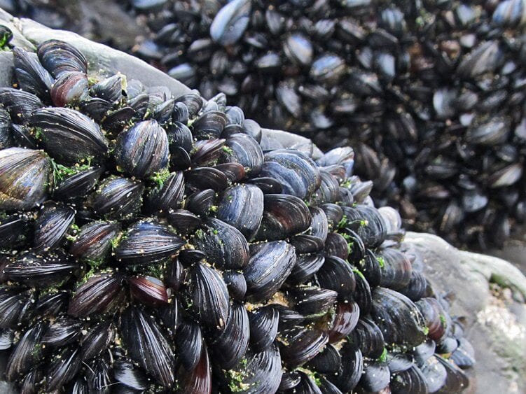 Shell fish on a rock